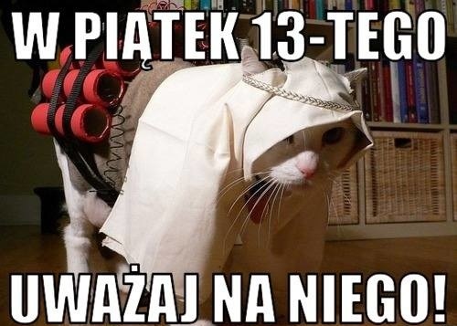 Biały kot w piątek 13-go